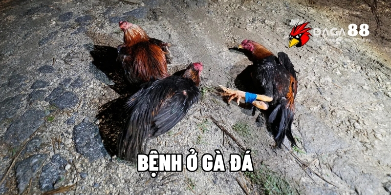 bệnh ở gà đá