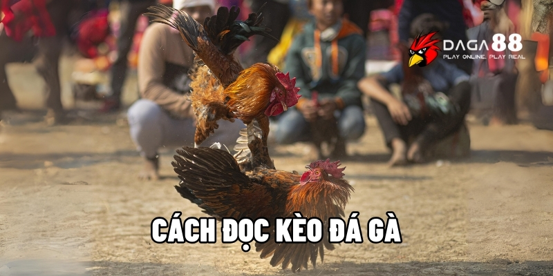 cách đọc kèo đá gà