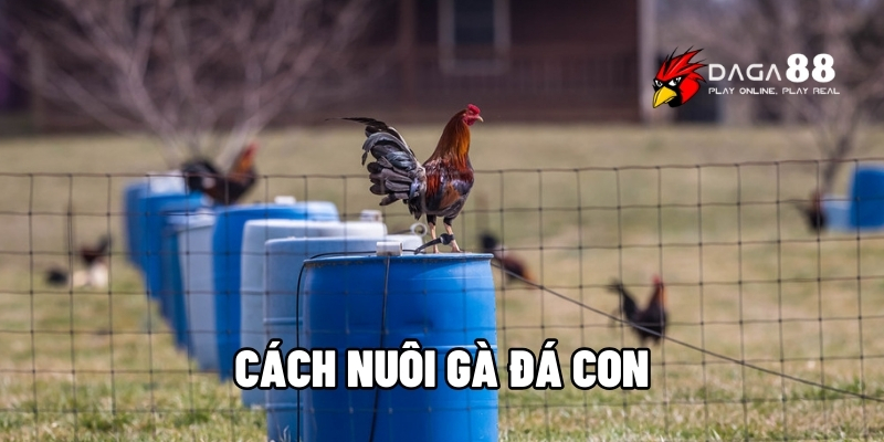 cách nuôi gà đá con