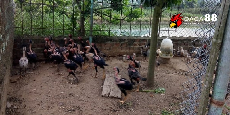 Bí Quyết Nuôi Gà Đá Con Khỏe Mạnh, Mau Lớn | Daga88 4 Huấn luyện và phát triển kỹ năng cho gà đá con
