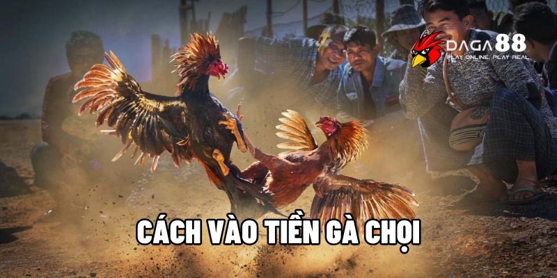 cách vào tiền gà chọi