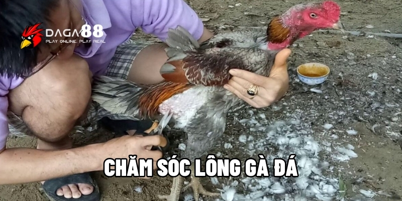 Chăm sóc lông gà đá