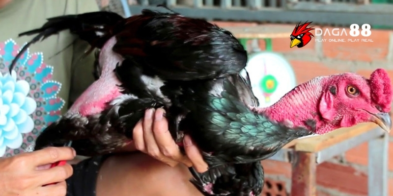 Bí Quyết Chăm Sóc Lông Gà Đá Bóng Mượt, Chắc Khỏe Cùng DAGA88 2 Tầm quan trọng của lông gà đá trong chiến đấu