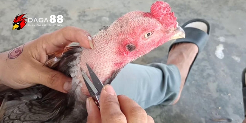 Bí Quyết Chăm Sóc Lông Gà Đá Bóng Mượt, Chắc Khỏe Cùng DAGA88 3 Các bước chăm sóc lông gà đá cơ bản