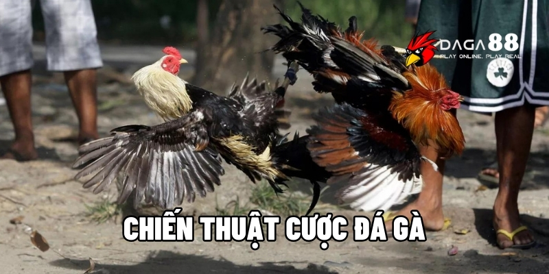 chiến thuật cược đá gà