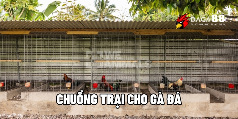 chuồng trại cho gà đá