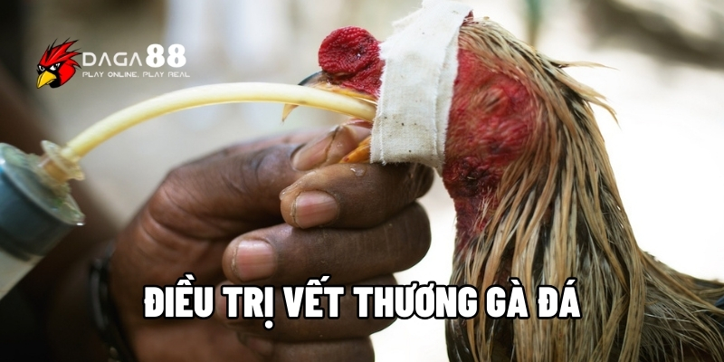 điều trị vết thương gà đá