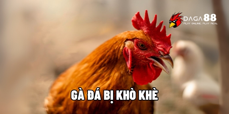 gà đá bị khò khè