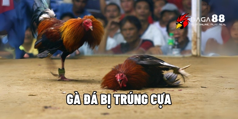 gà đá bị trúng cựa