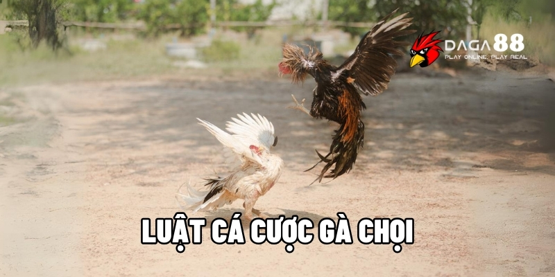 Luật cá cược gà chọi