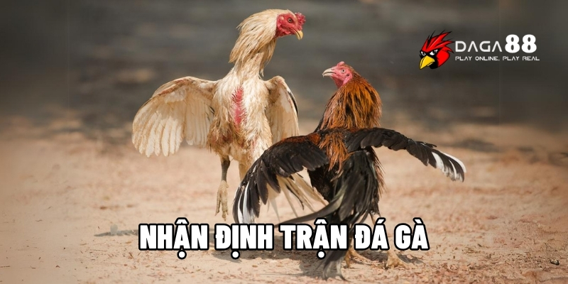 nhận định trận đá gà