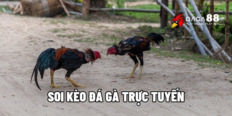 soi kèo đá gà trực tuyến