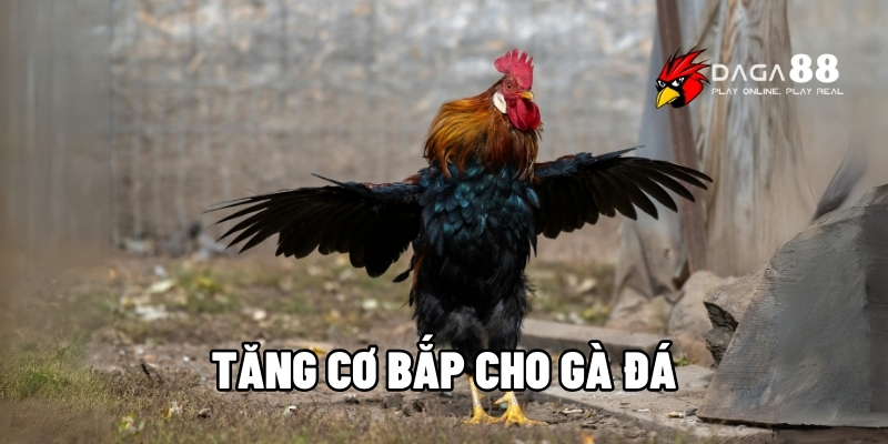 tăng cơ bắp cho gà đá
