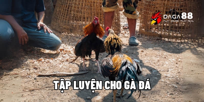 Tập luyện cho gà đá