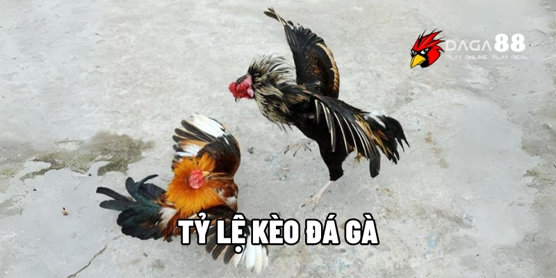 tỷ lệ kèo đá gà