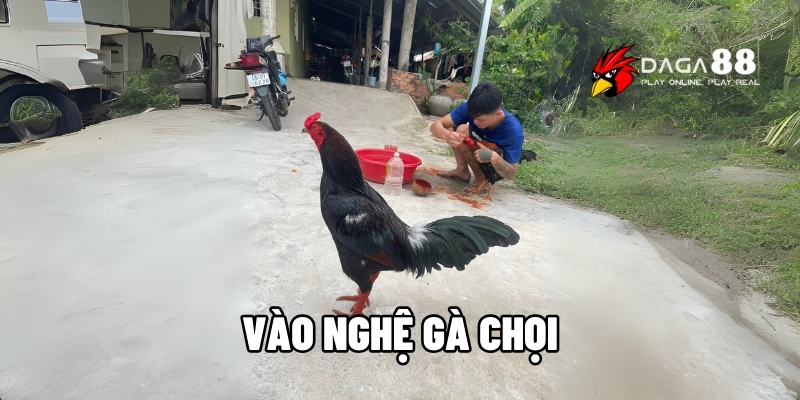 vào nghệ gà chọi