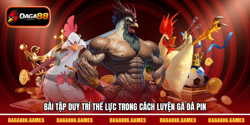 Bài tập duy trì thể lực trong cách luyện gà đá pin