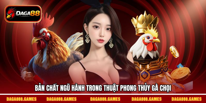 Bản chất ngũ hành trong thuật phong thủy gà chọi