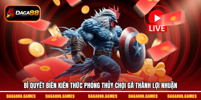 Bí quyết biến kiến thức phong thủy chọi gà thành lợi nhuận