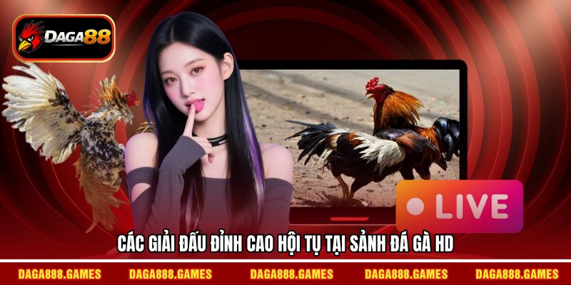 Các giải đấu đỉnh cao hội tụ tại sảnh đá gà HD
