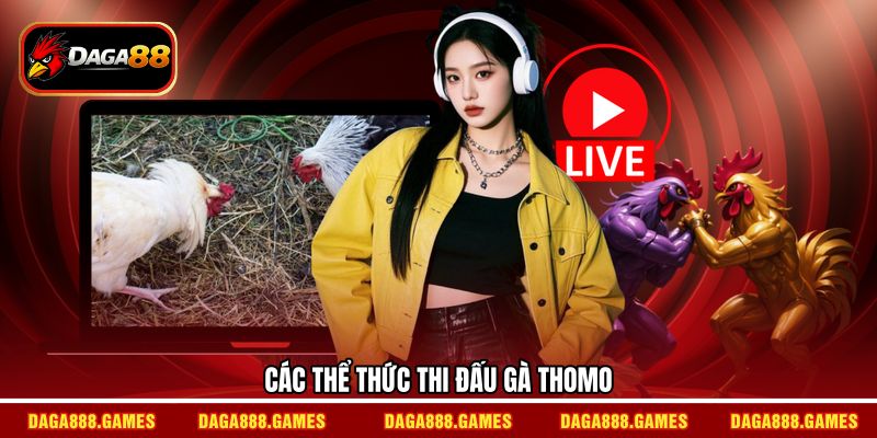 Các thể thức thi đấu gà Thomo
