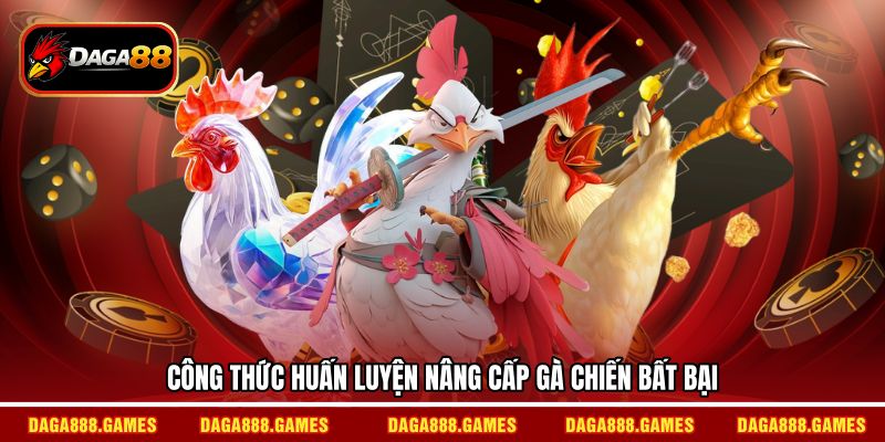 Công thức huấn luyện nâng cấp gà chiến bất bại