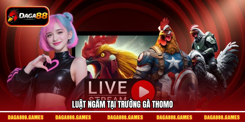 Luật ngầm tại trường gà thomo