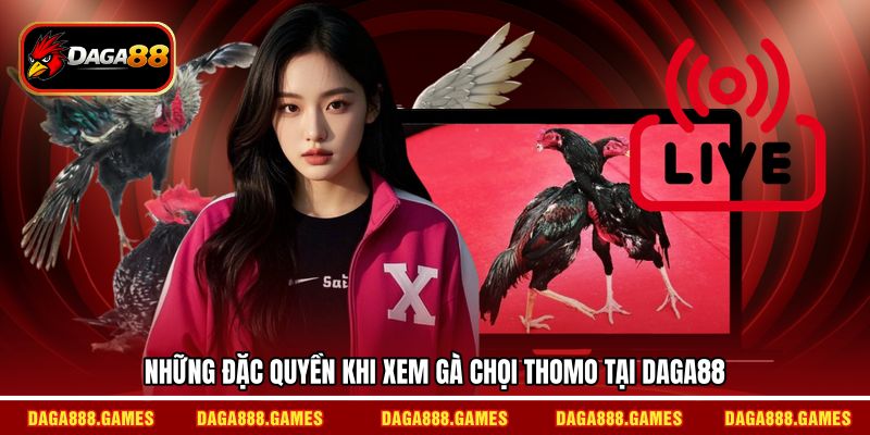 Những đặc quyền khi xem gà chọi Thomo tại DAGA88