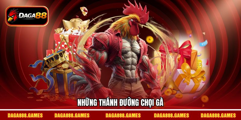 Những thánh đường chọi gà